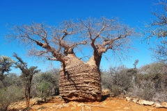 Baobao